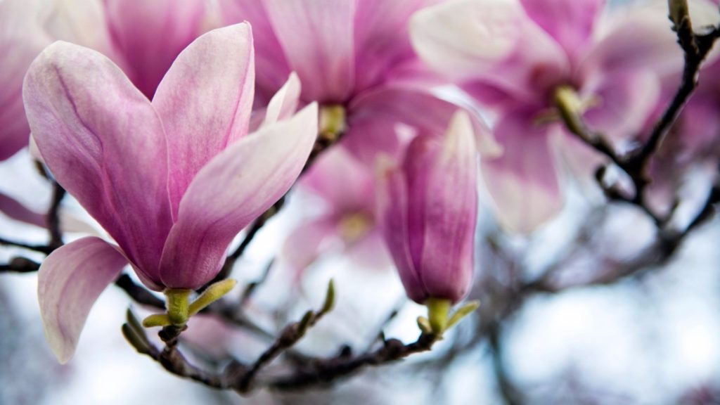 Media Name: saucer-magnolia-iStock-181885800-1024x576.jpg