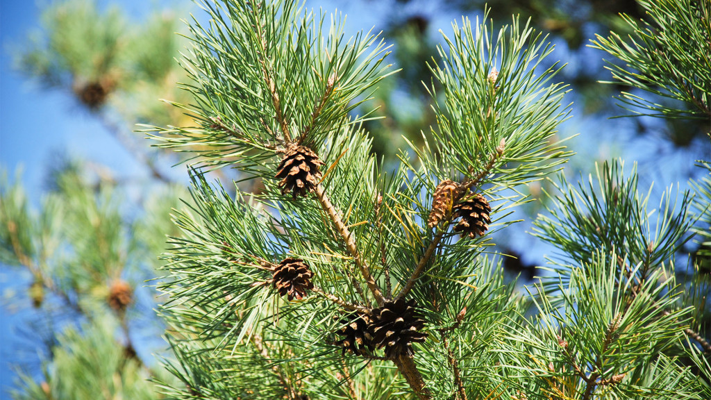 Media Name: scots-pine-2-1024x576.jpg