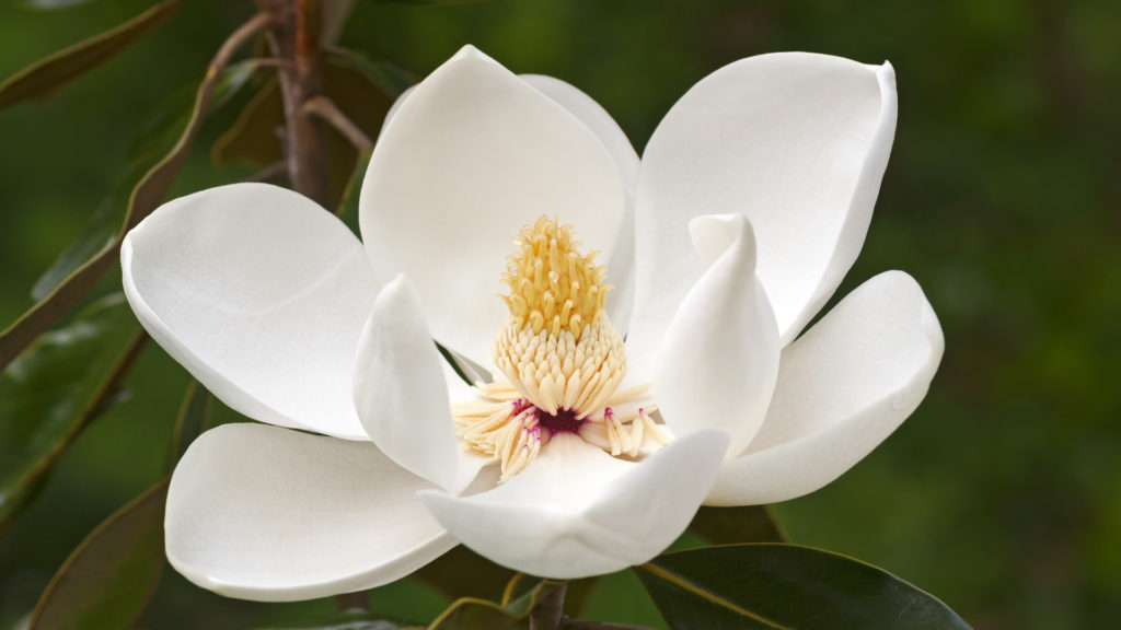 Media Name: southern-magnolia-iStock-596767820-1024x576.jpg