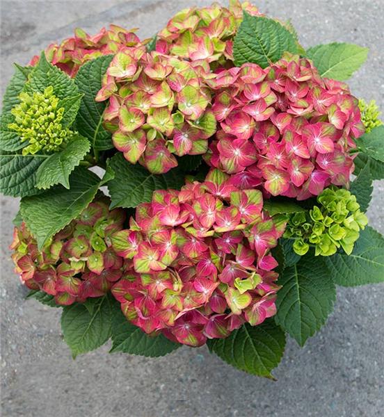 Media Name: tilt-hydrangea.jpg