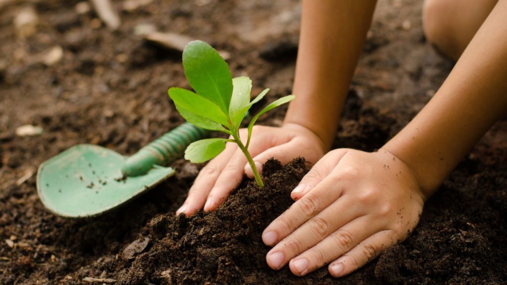 Media Name: tree-planting-kid-hands-iStock-672734322-1024x576.jpg