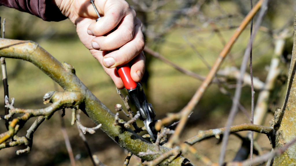 Media Name: tree-prune-iStock-509862996-1024x576.jpg