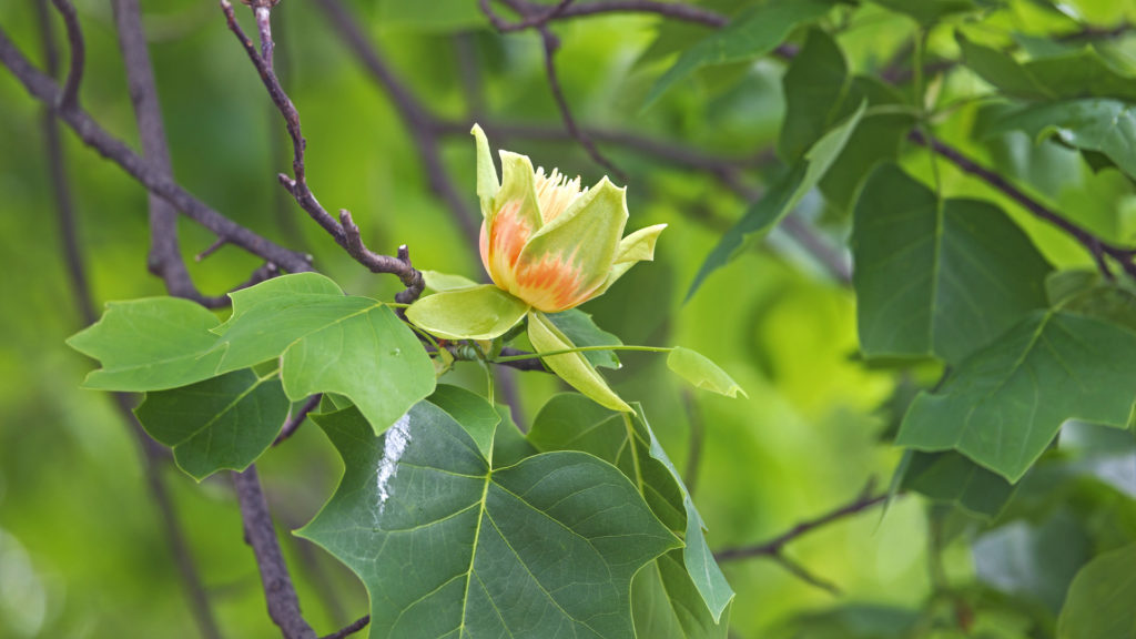 Media Name: tuliptree-iStock-597266974-1024x576.jpg