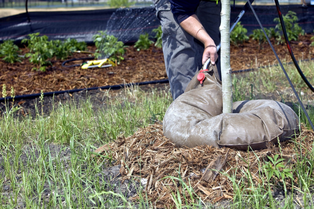 Media Name: watering-bag-1024x682.jpg