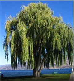 weeping willow