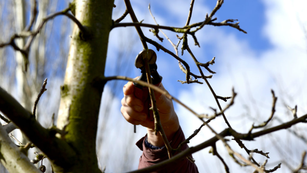 Media Name: winter-pruning-iStock-509862946-1024x576.jpg