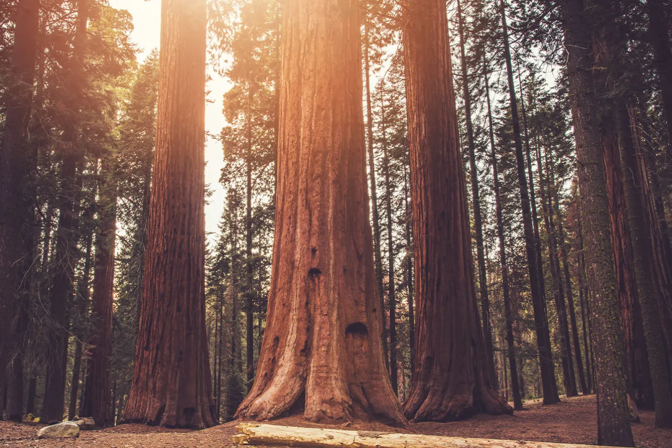 large tree in forest