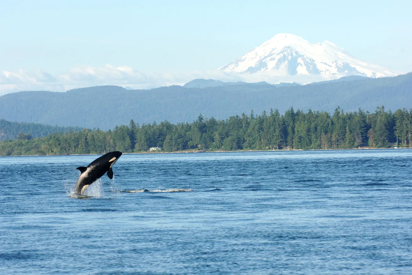 whale jumping out of water