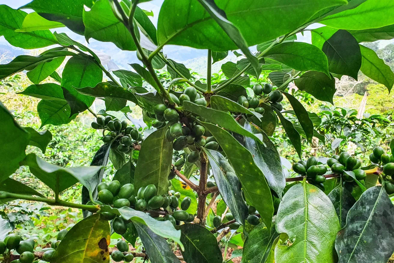 close up photo of a coffee tree