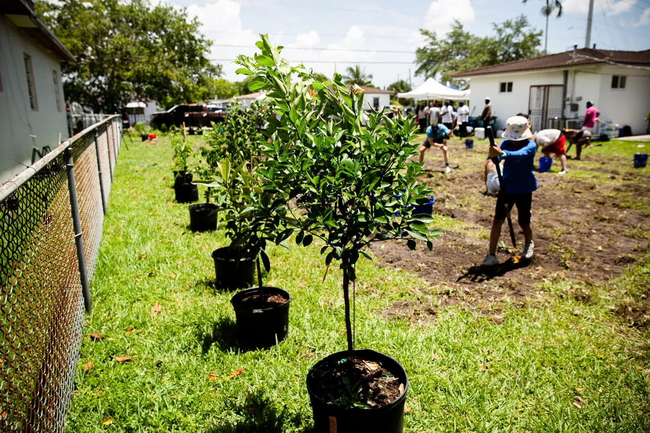 trees being planted and trees in buckets