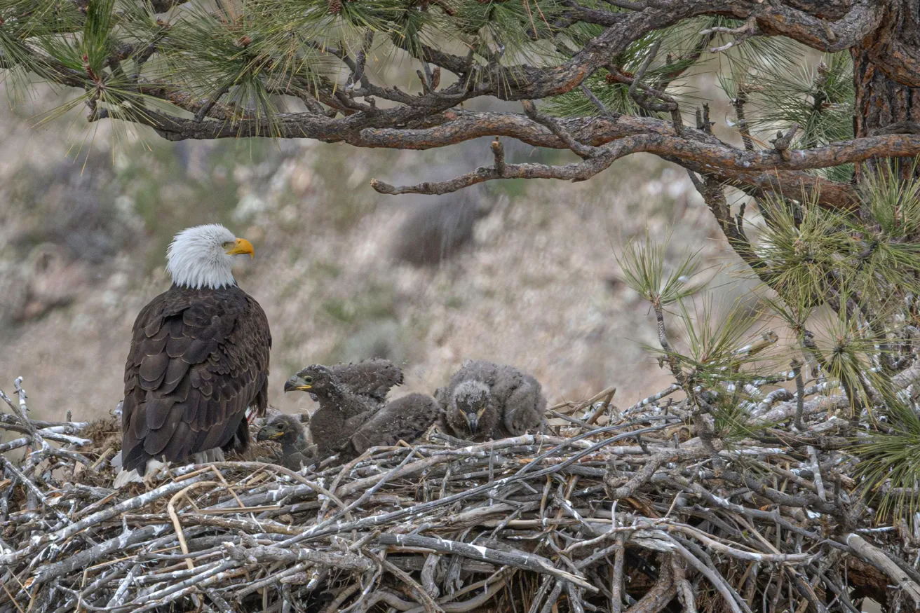 bald eagle in a nest