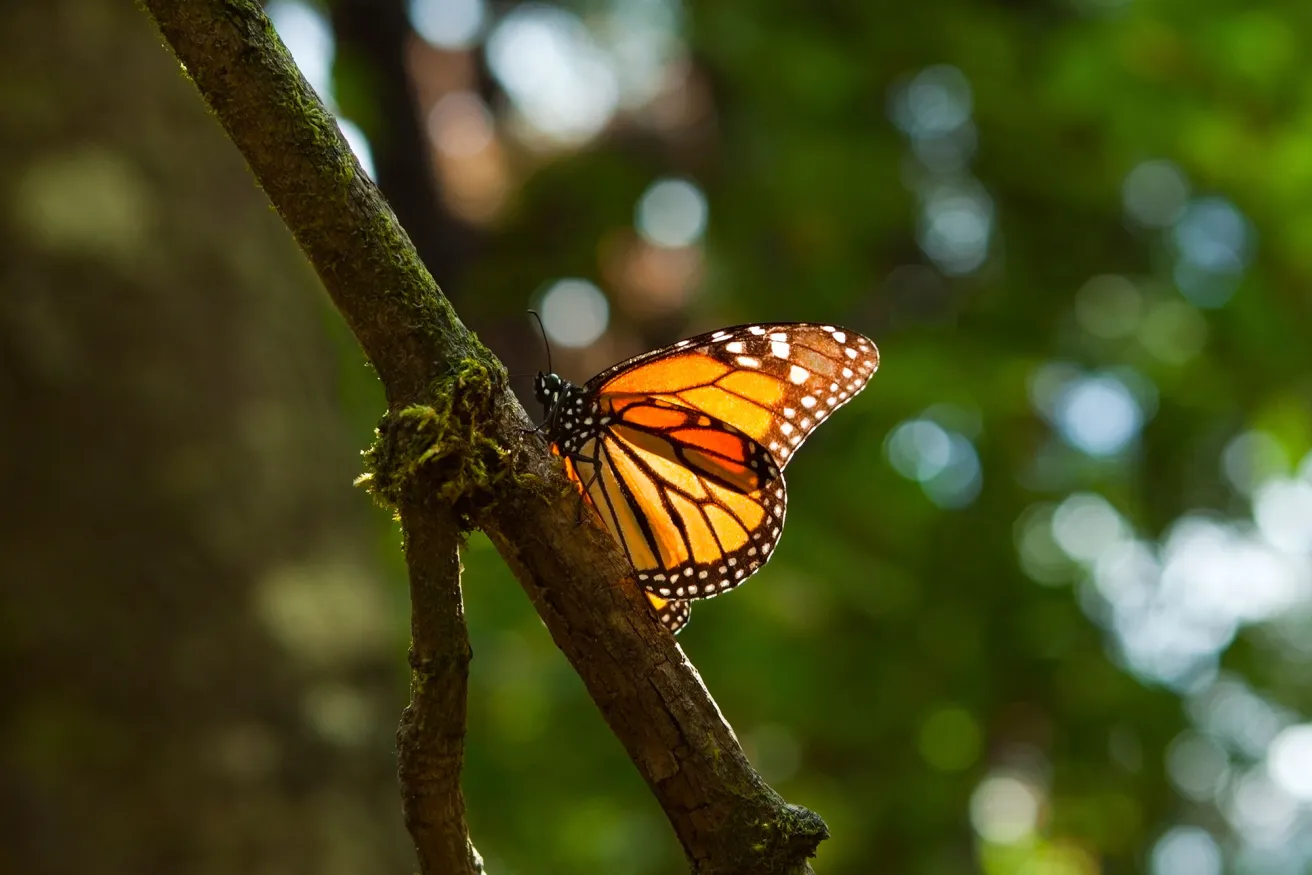 monarch butterfly on a branch