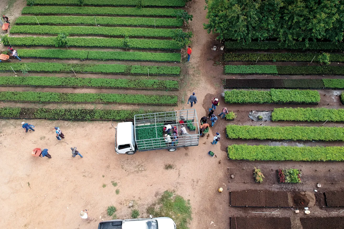 People in Guatamala caring for saplings