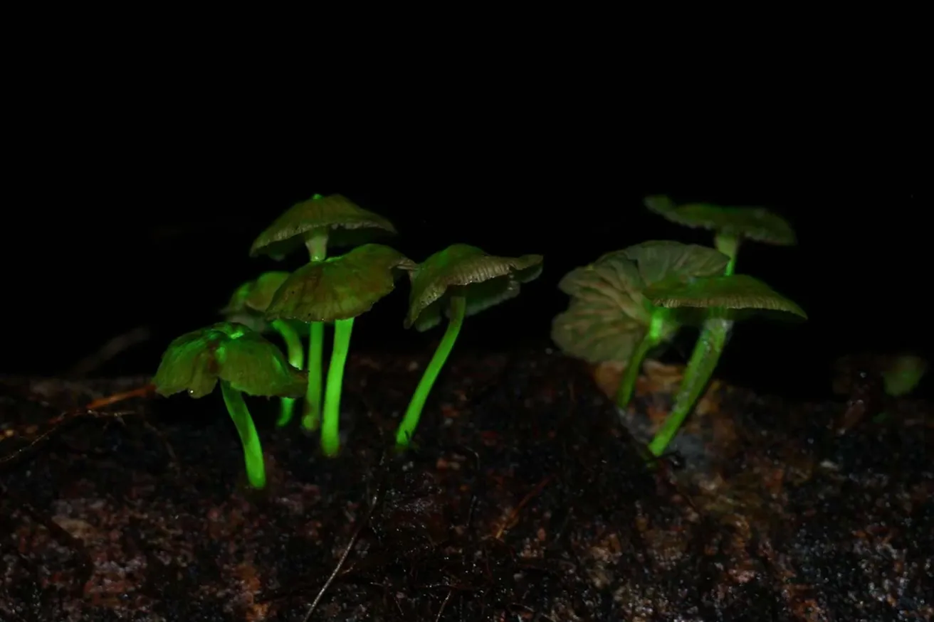 glowing mushrooms