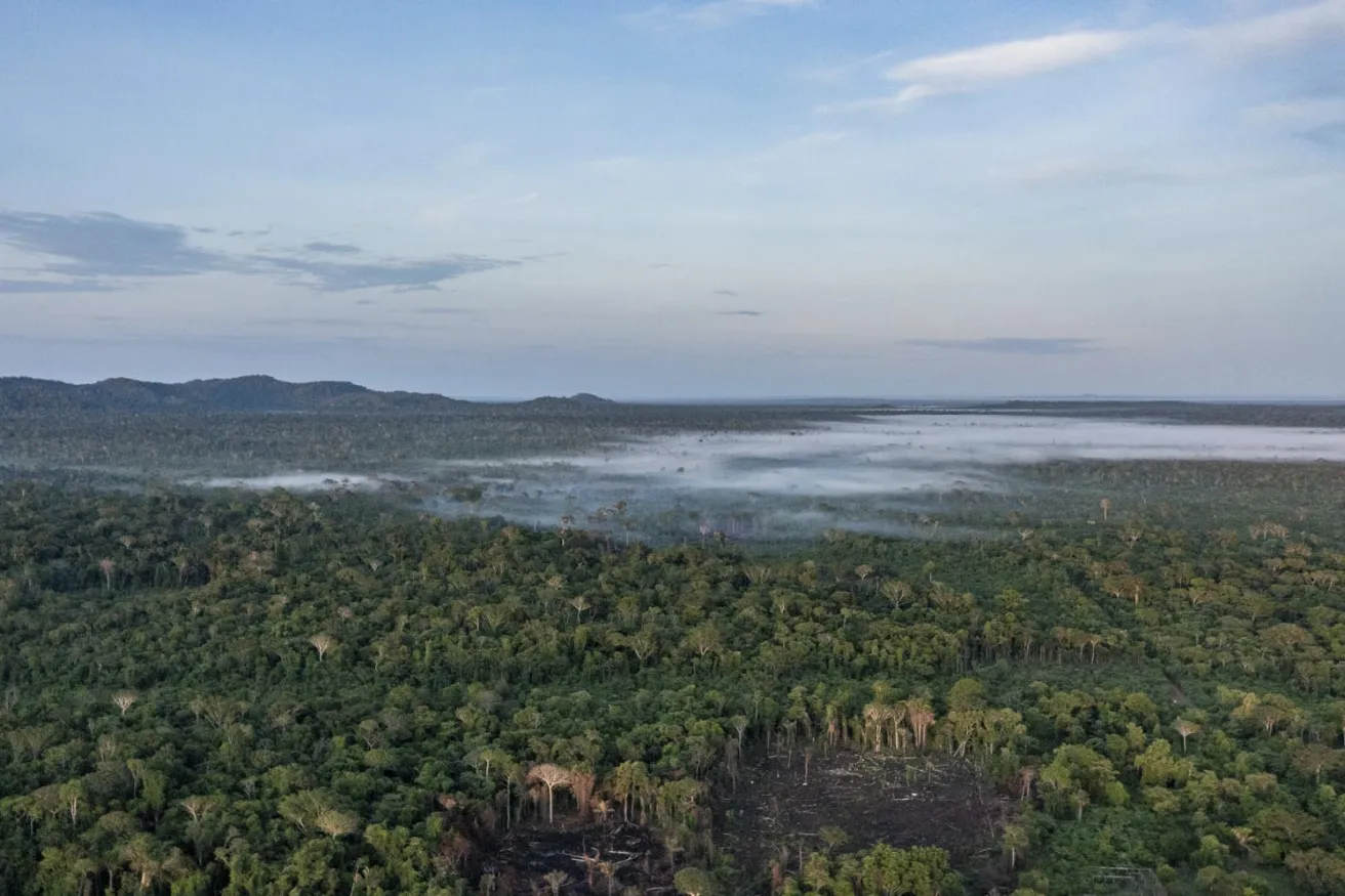 amazon rainforest landscape