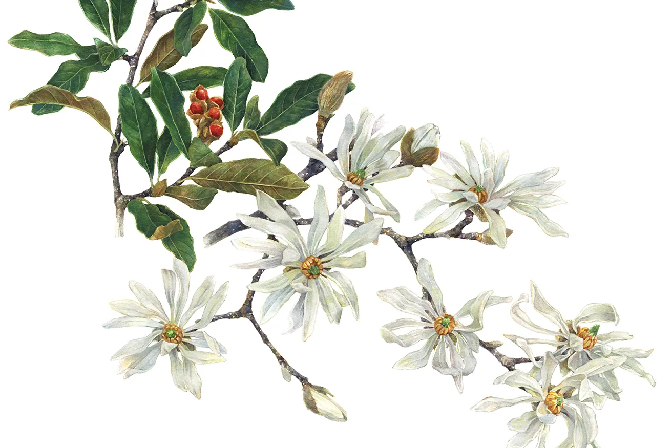 Star Magnolia