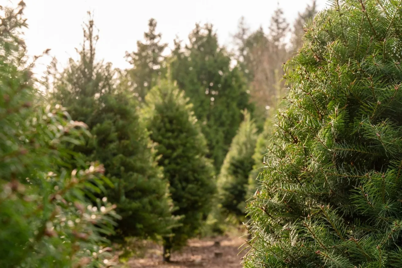 Media Name: Christmas-tree-farm-iStock-1079848036-1.jpg