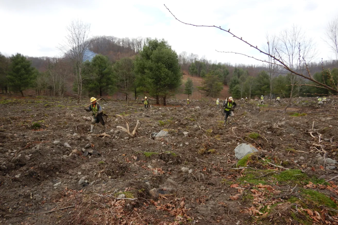 Media Name: Mammoth21_tree-planters-scaled.jpg