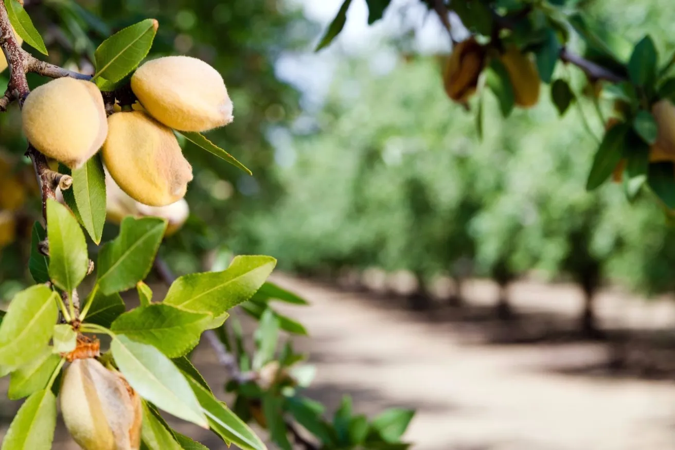 Media Name: almond-nuts-iStock-472602880.jpg