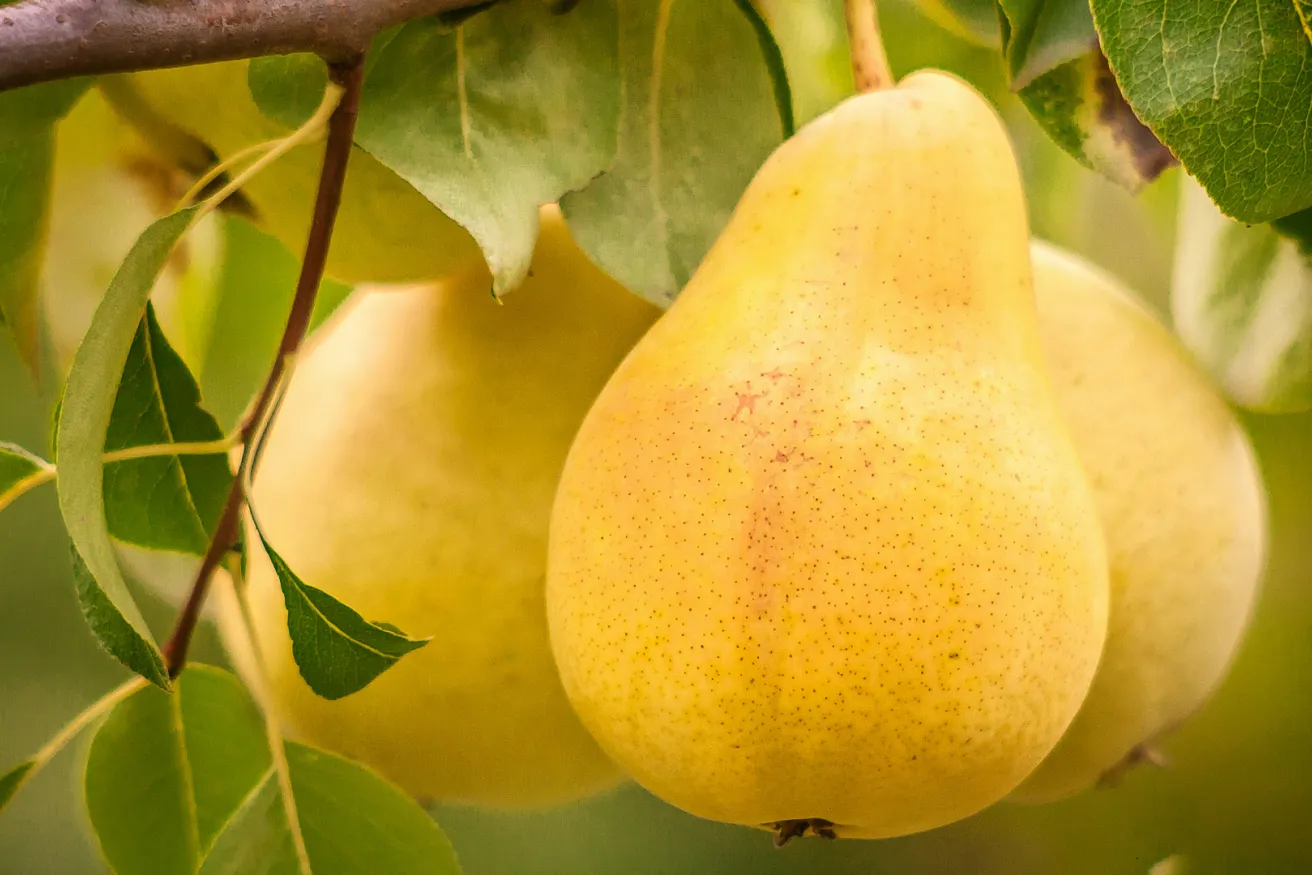 Media Name: bartlett-pear.jpg