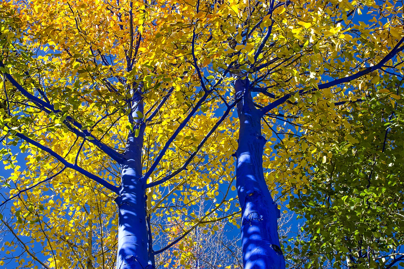 Media Name: blue-trees.jpg