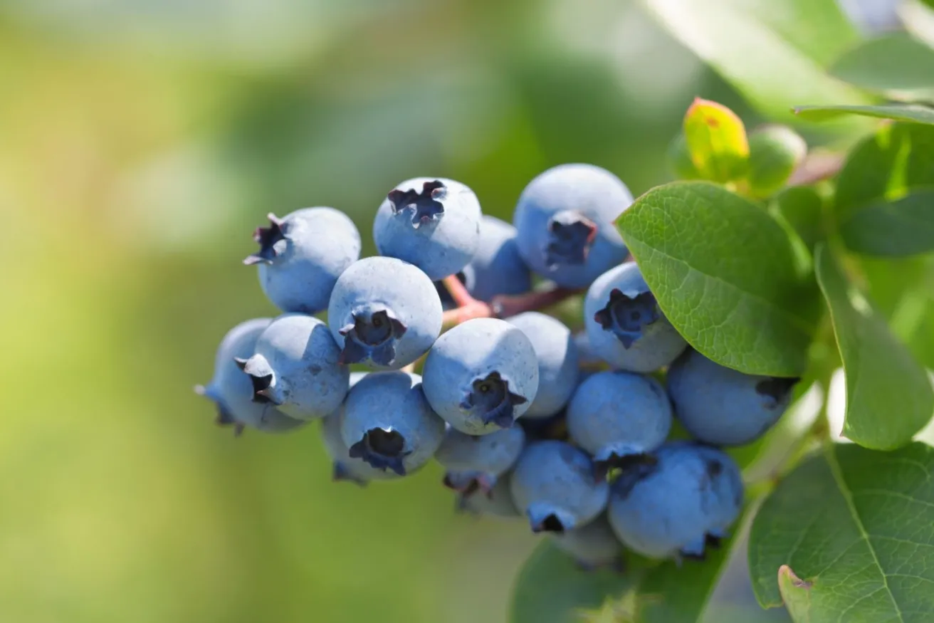 Media Name: blueberry-bush-iStock-478065779.jpg