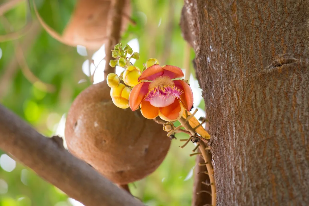 Media Name: cannonball-tree-iStock-516952974.jpg