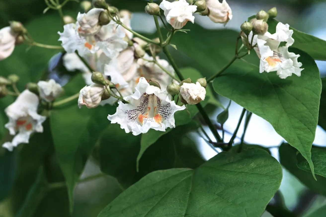 Media Name: catalpa-flowers-iStock-597270638.jpg