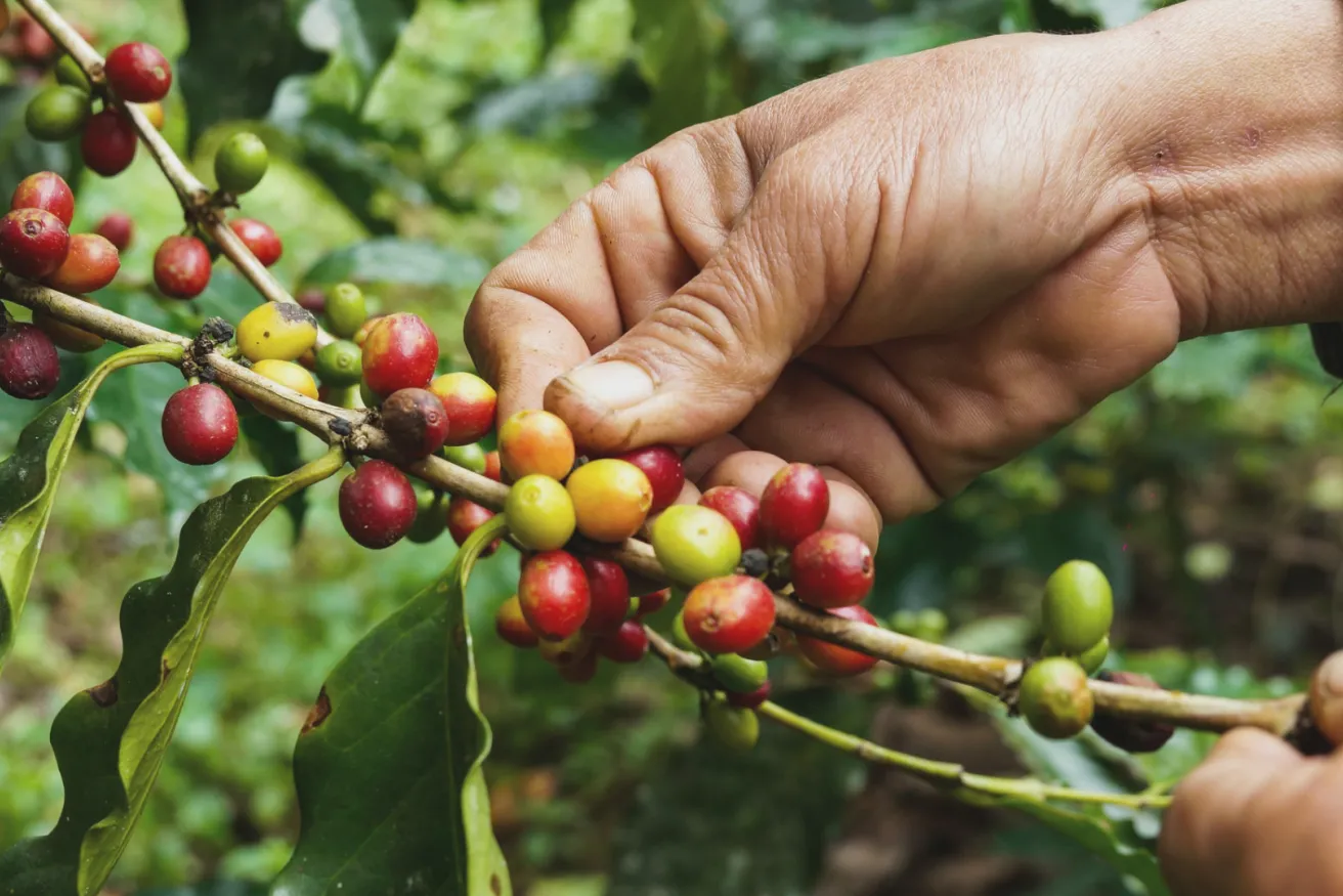 Media Name: coffee-cherry-picking.jpg