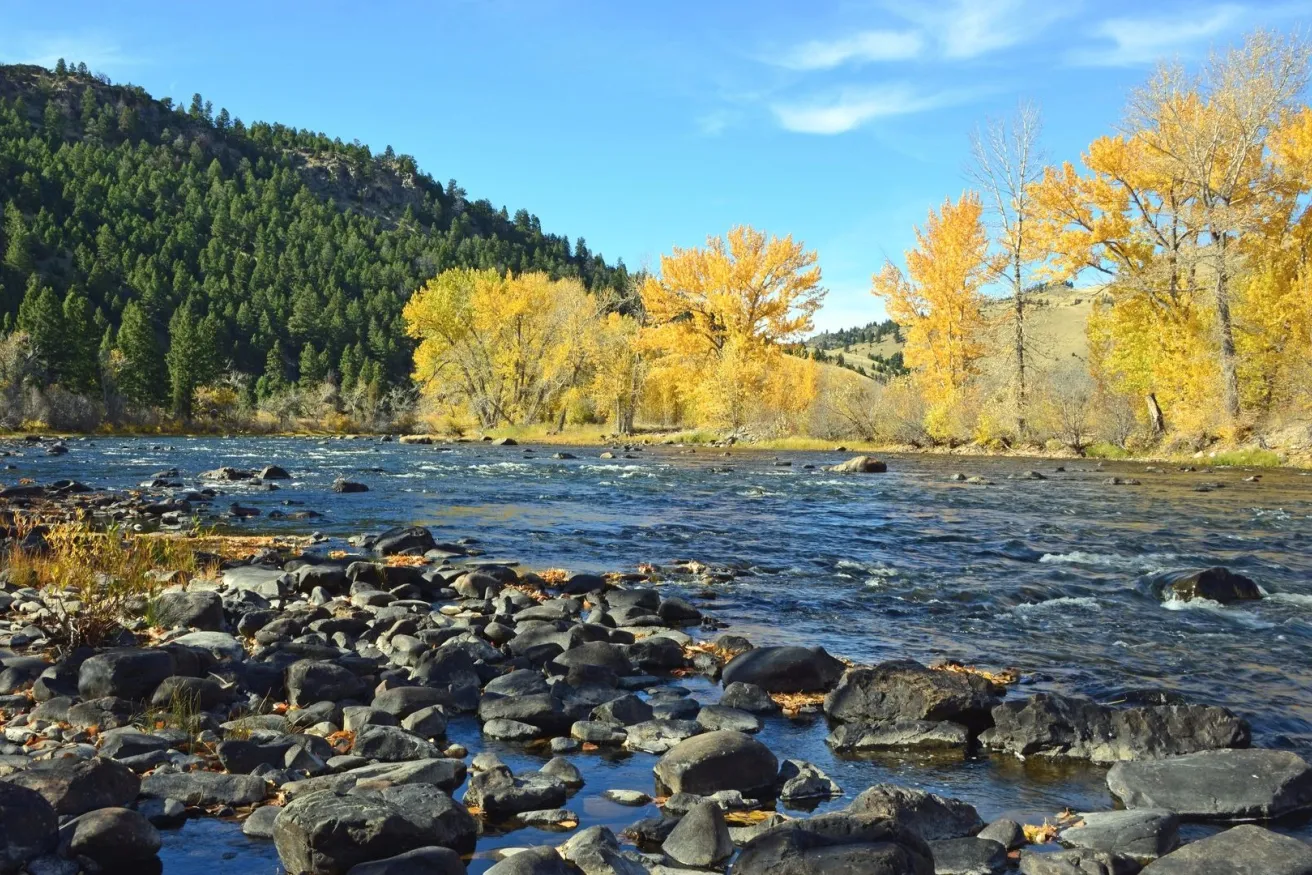 Media Name: cottonwood-trees-river-bank-iStock-528415799.jpg