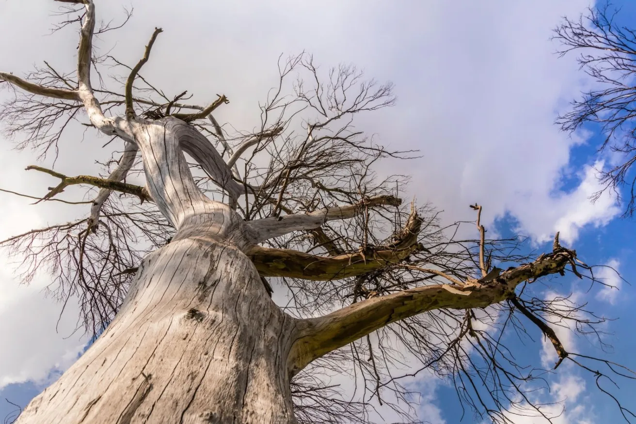 Media Name: dead-tree-standing-iStock-638662730.jpg