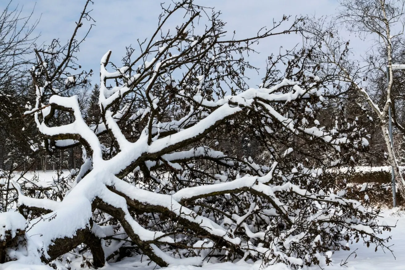 Media Name: fallen-snow-tree-iStock-846398512.jpg