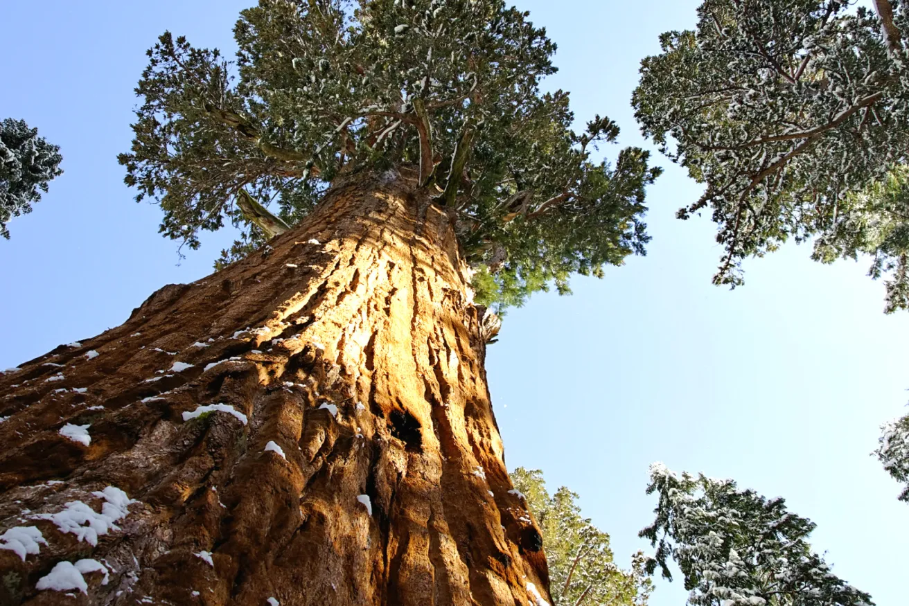 Media Name: giant-sequoia.jpg