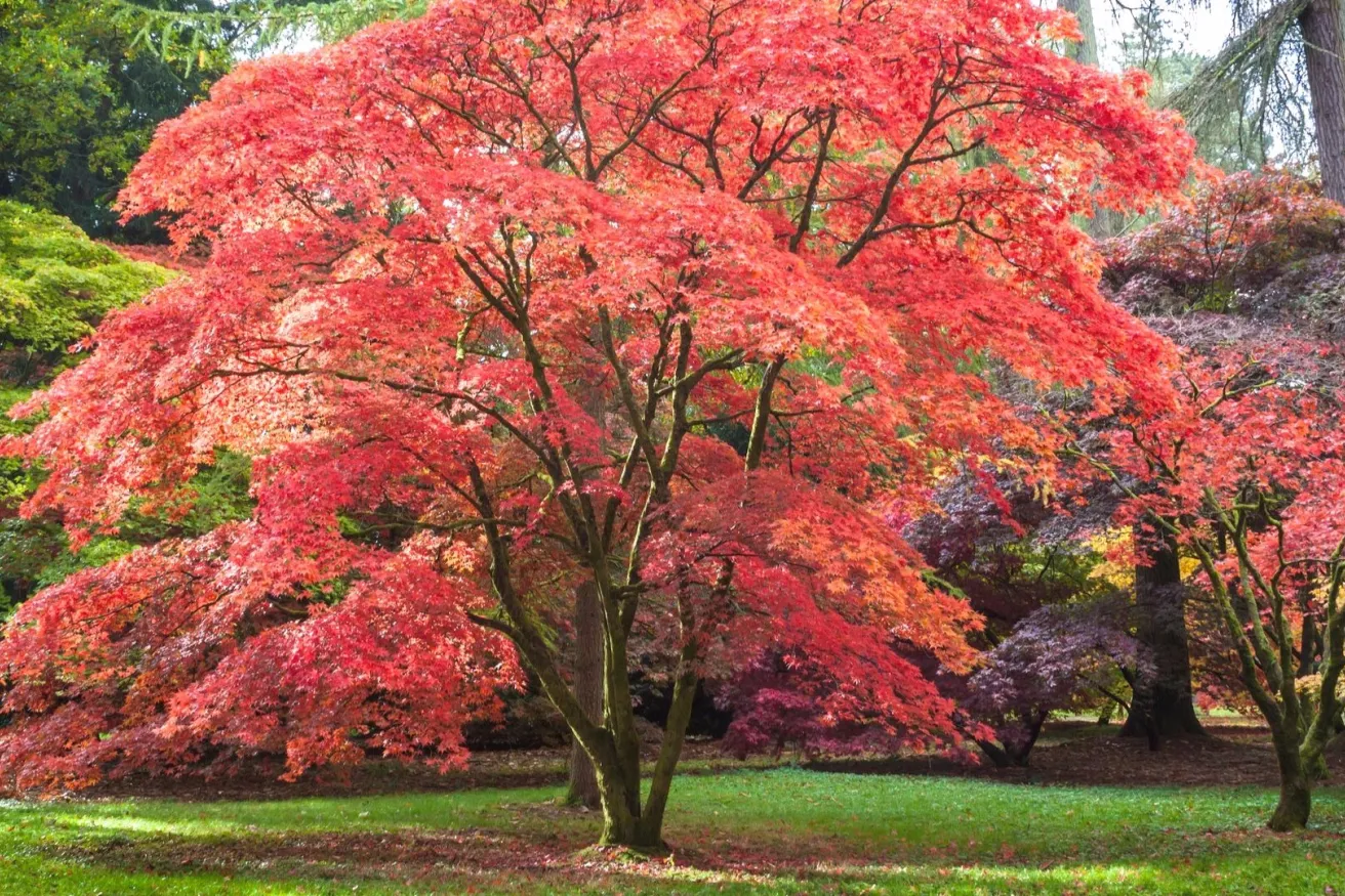 Media Name: japanese-maple-shade-tree-iStock-180454493.jpg