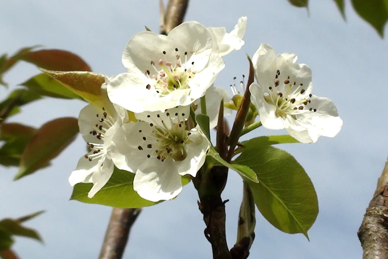 Media Name: kieffer-pear-blossoms.jpg