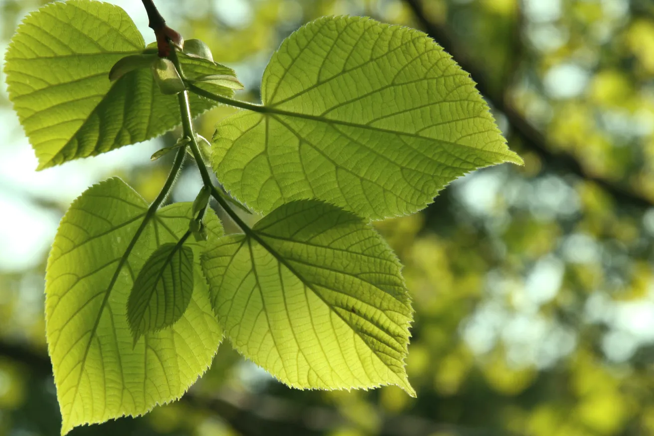 Media Name: little-leaf-linden-leaf.jpg