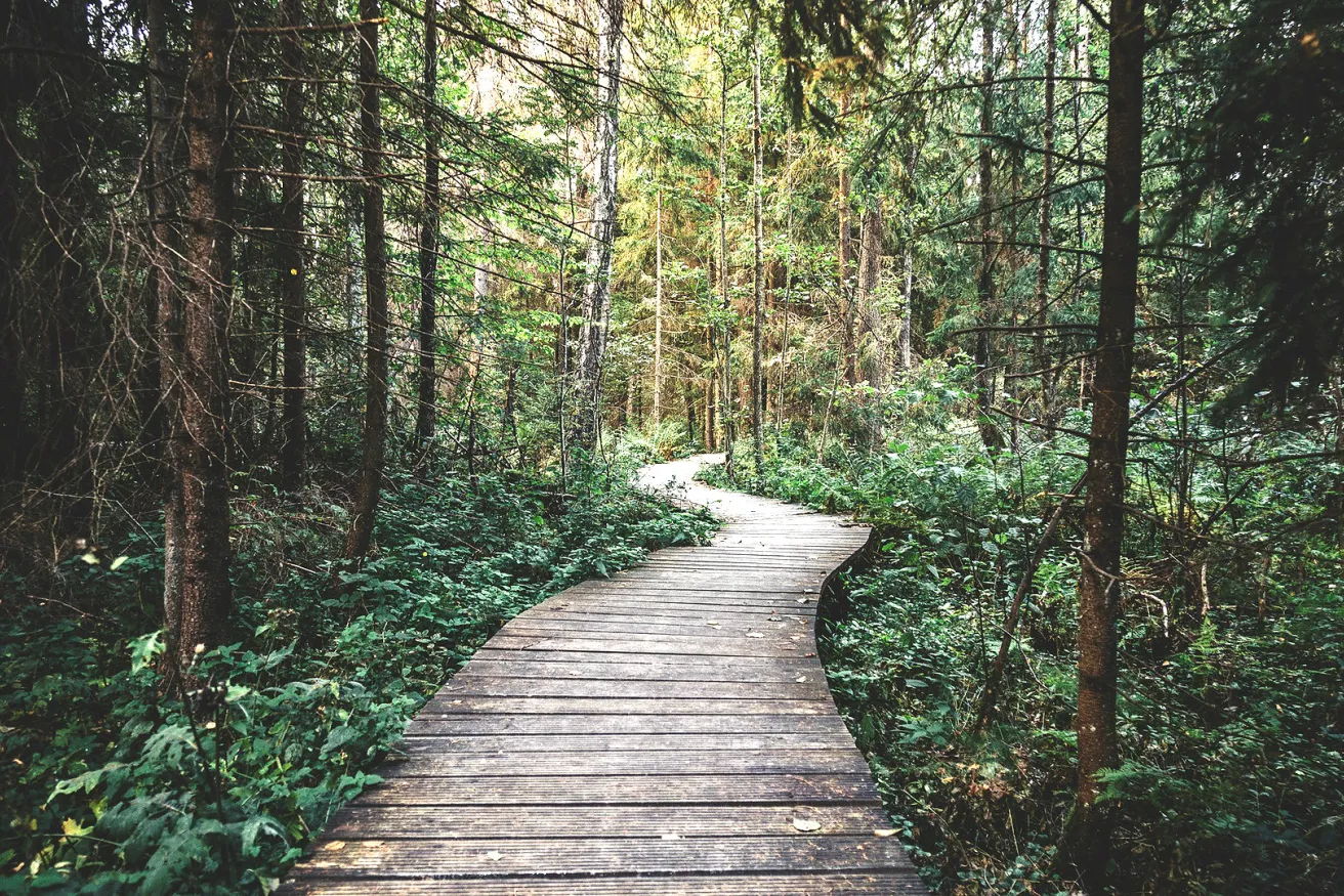 Media Name: nature-walk-woods.jpg