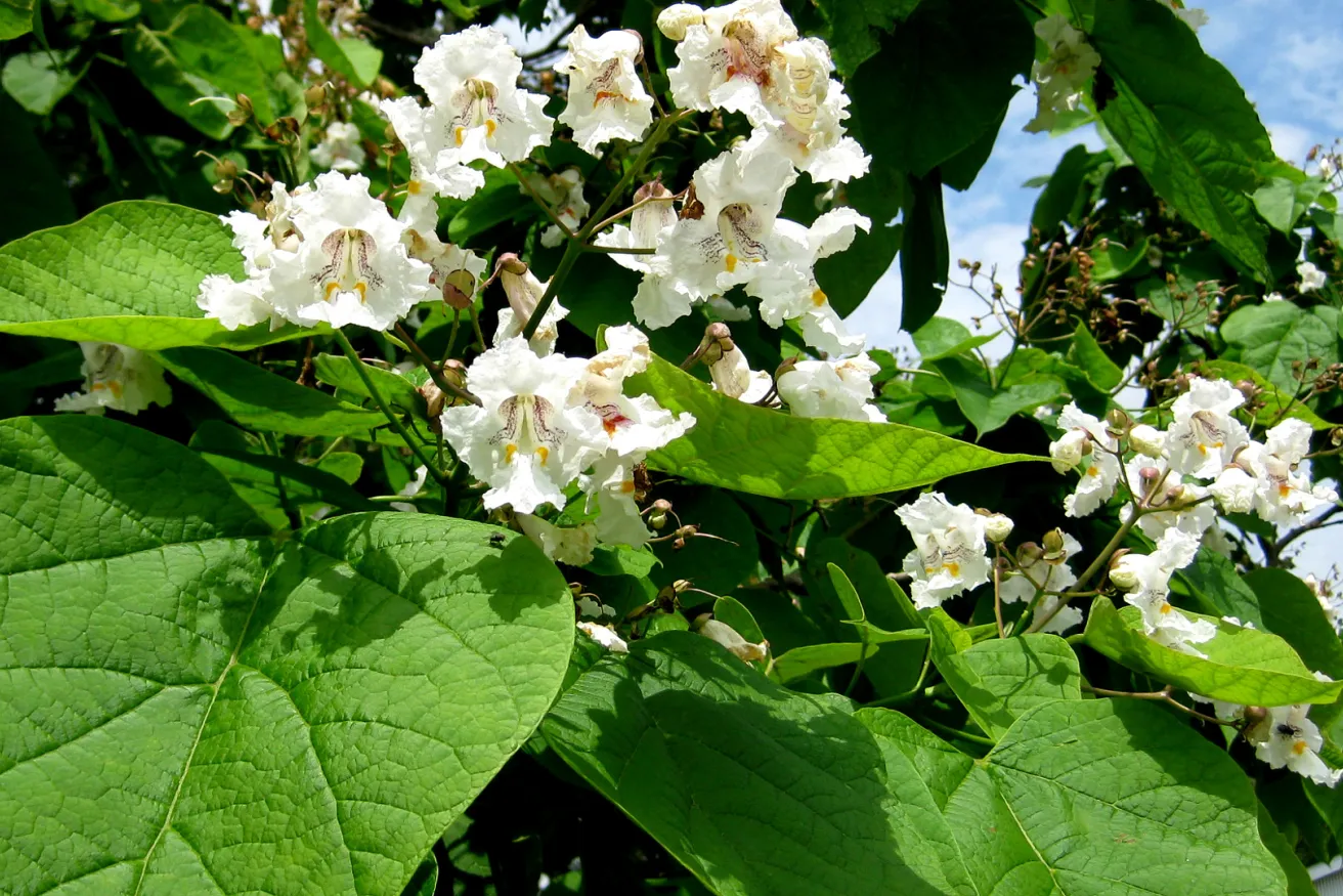 Media Name: northern-catalpa2.jpg