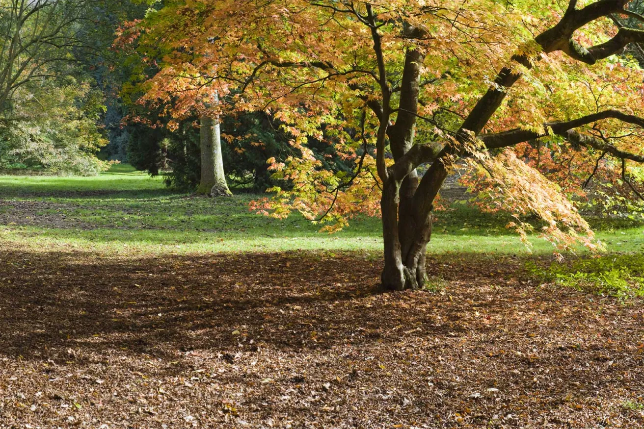 Media Name: ornamental-tree-shaded.jpg