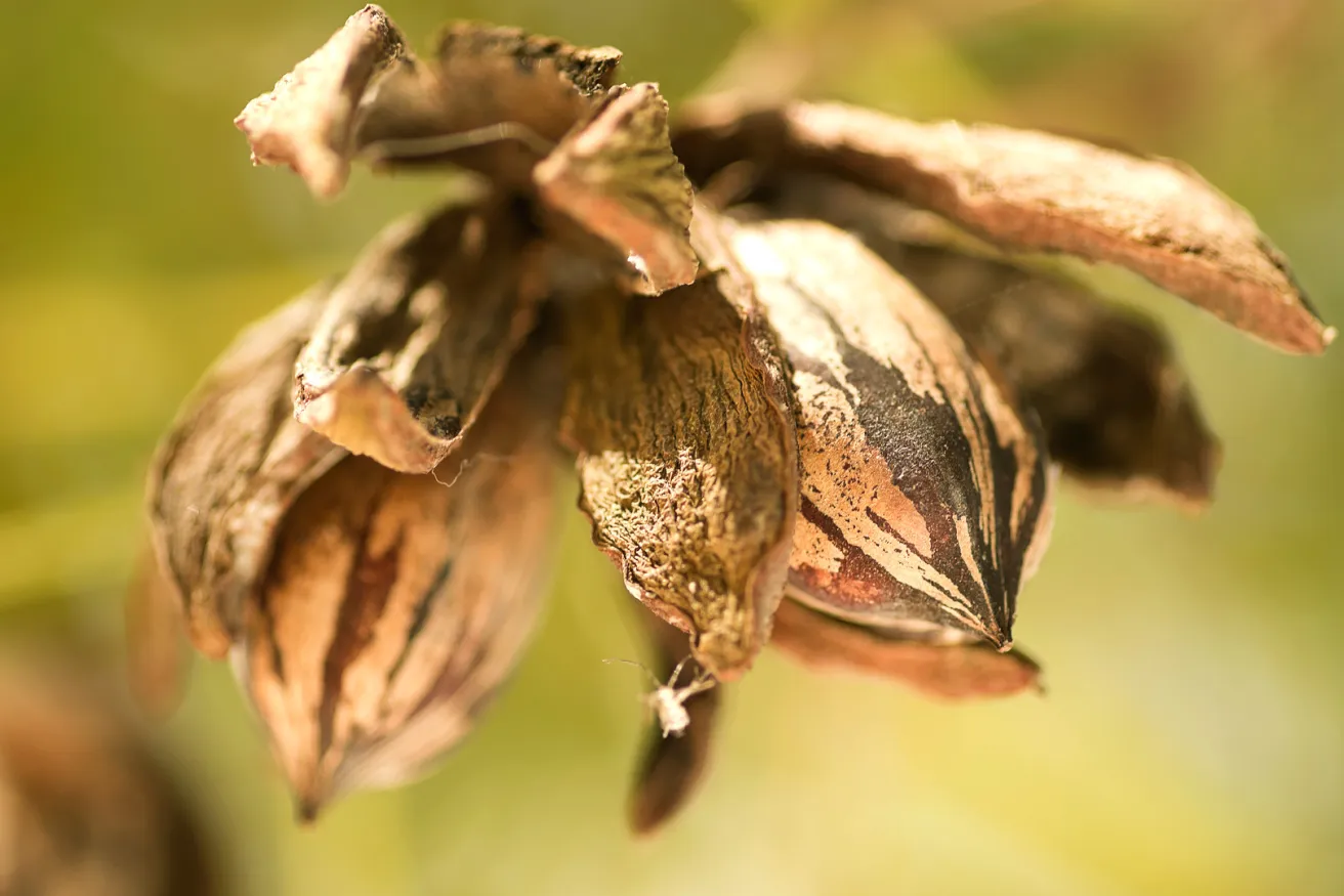 Media Name: pecan-tree.jpg