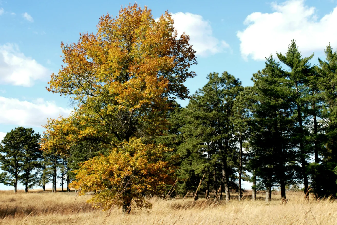 Media Name: pin-oak-1.jpg