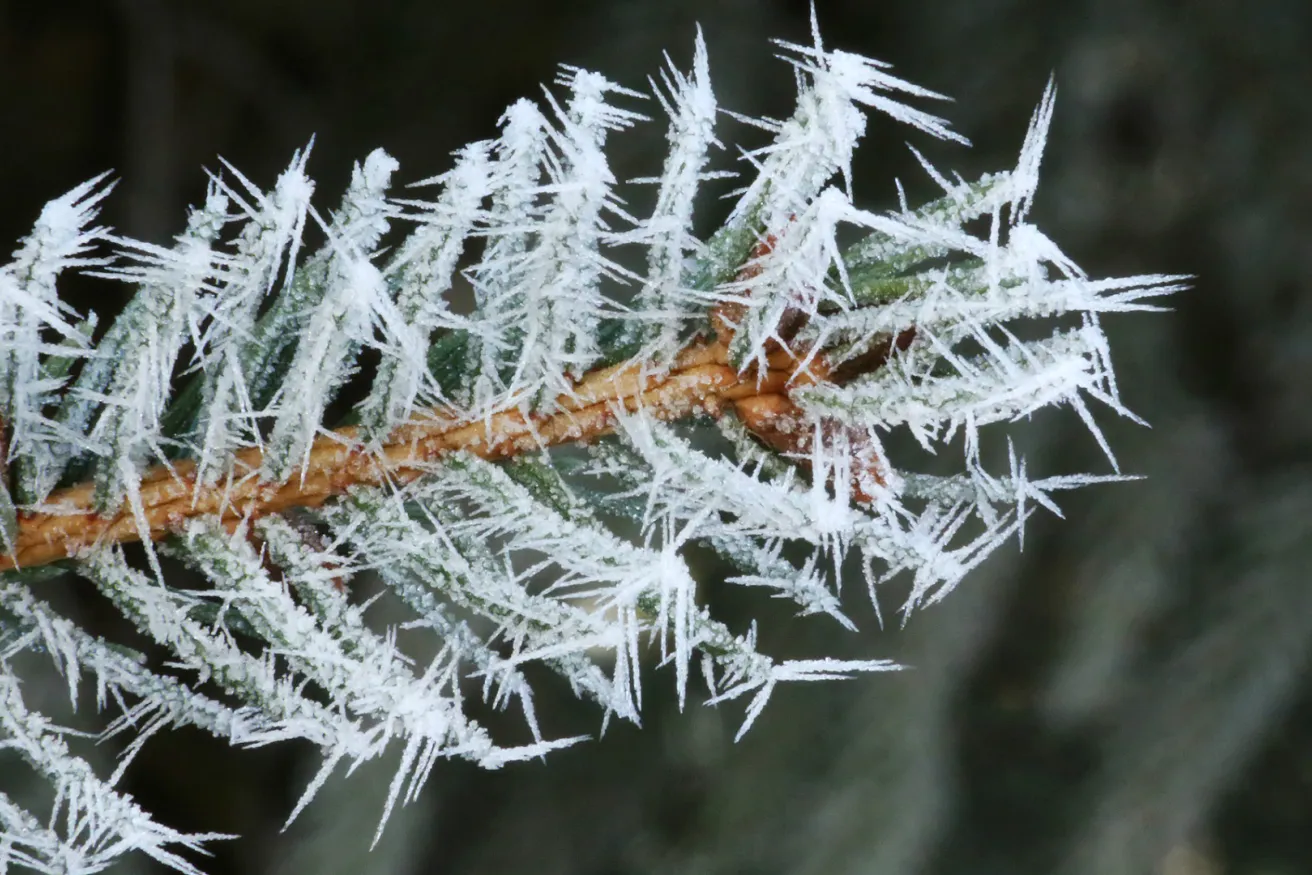 Media Name: pine-needle-closeup.jpg