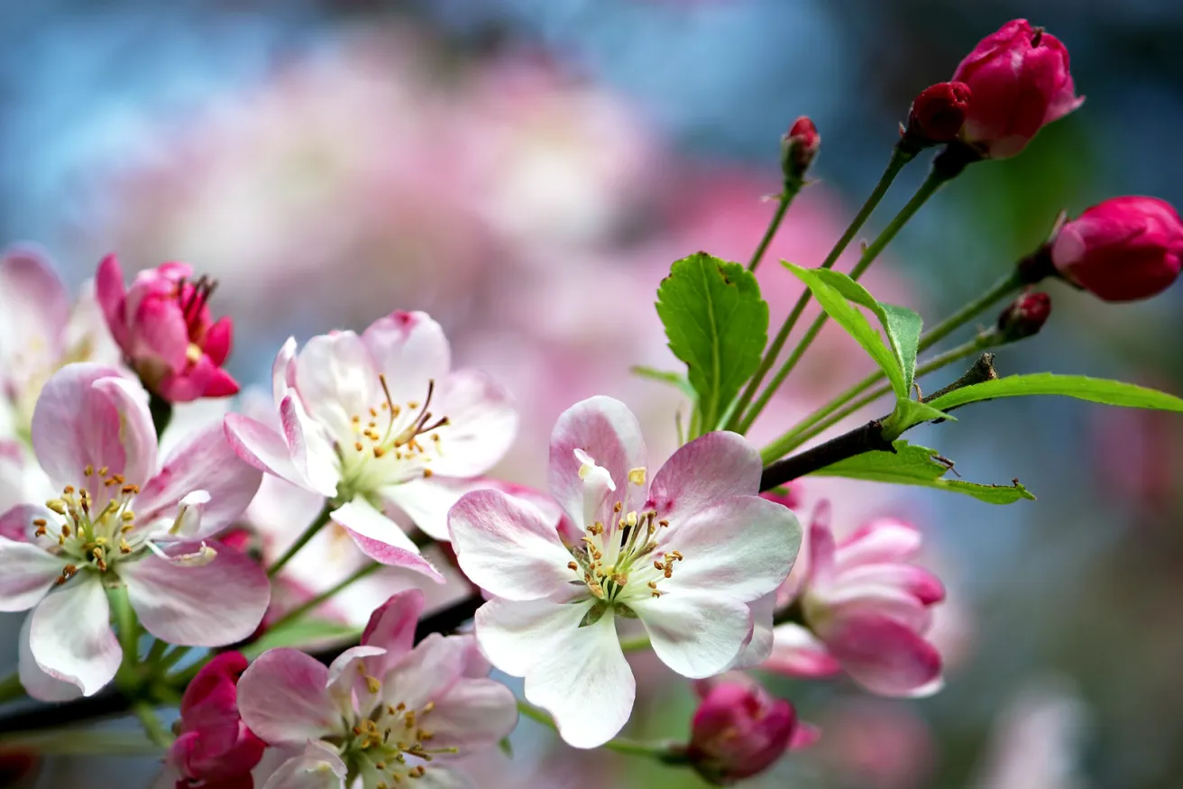 Media Name: pink-flowers.jpg