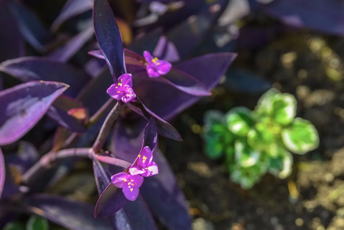 Media Name: purp-tradescantia-iStock-868106432.jpg