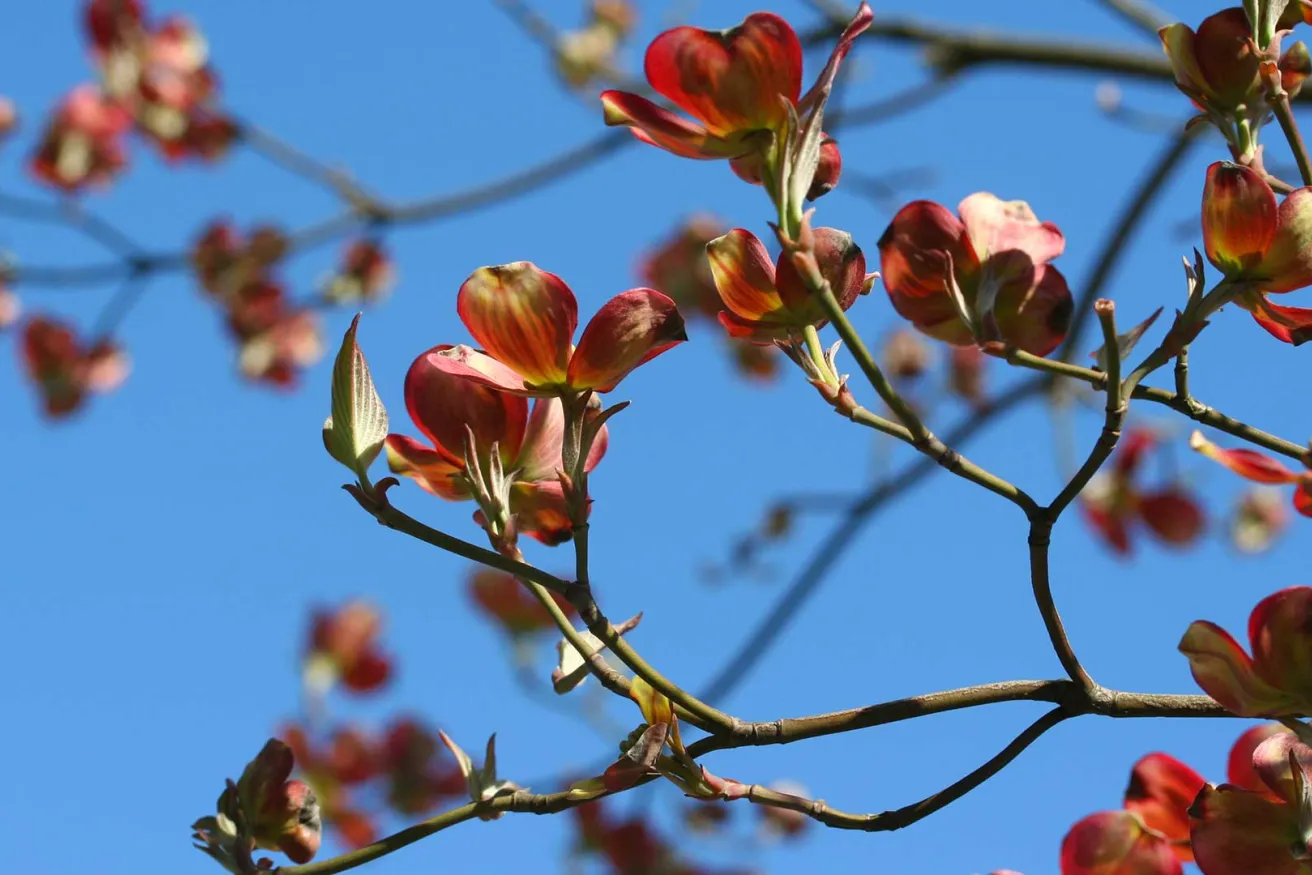 Media Name: red-dogwood.jpg