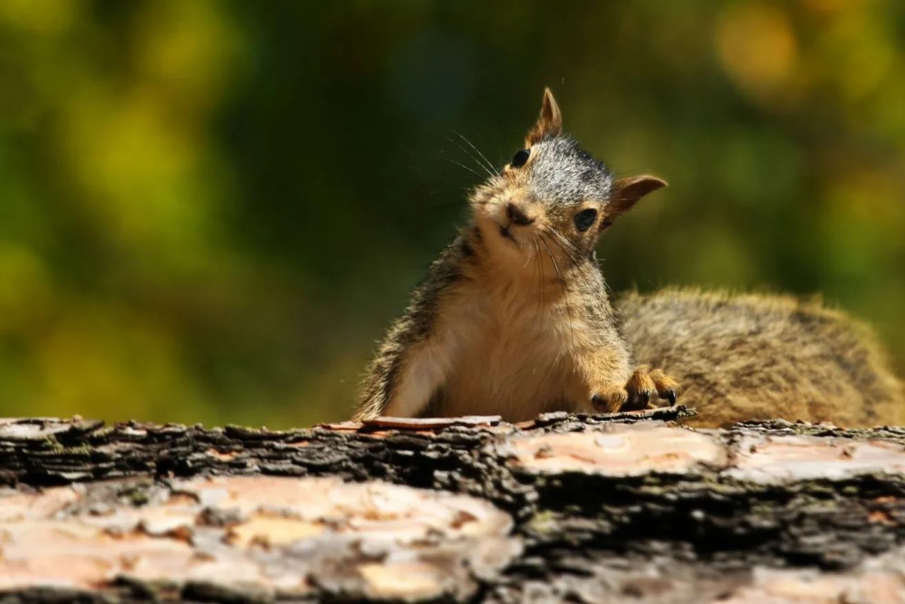 Media Name: squirrel-log-forest-iStock-171554951.jpg