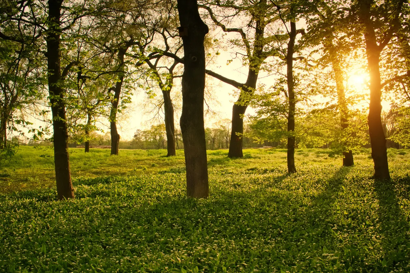 Media Name: sunlight-through-trees-park.jpg