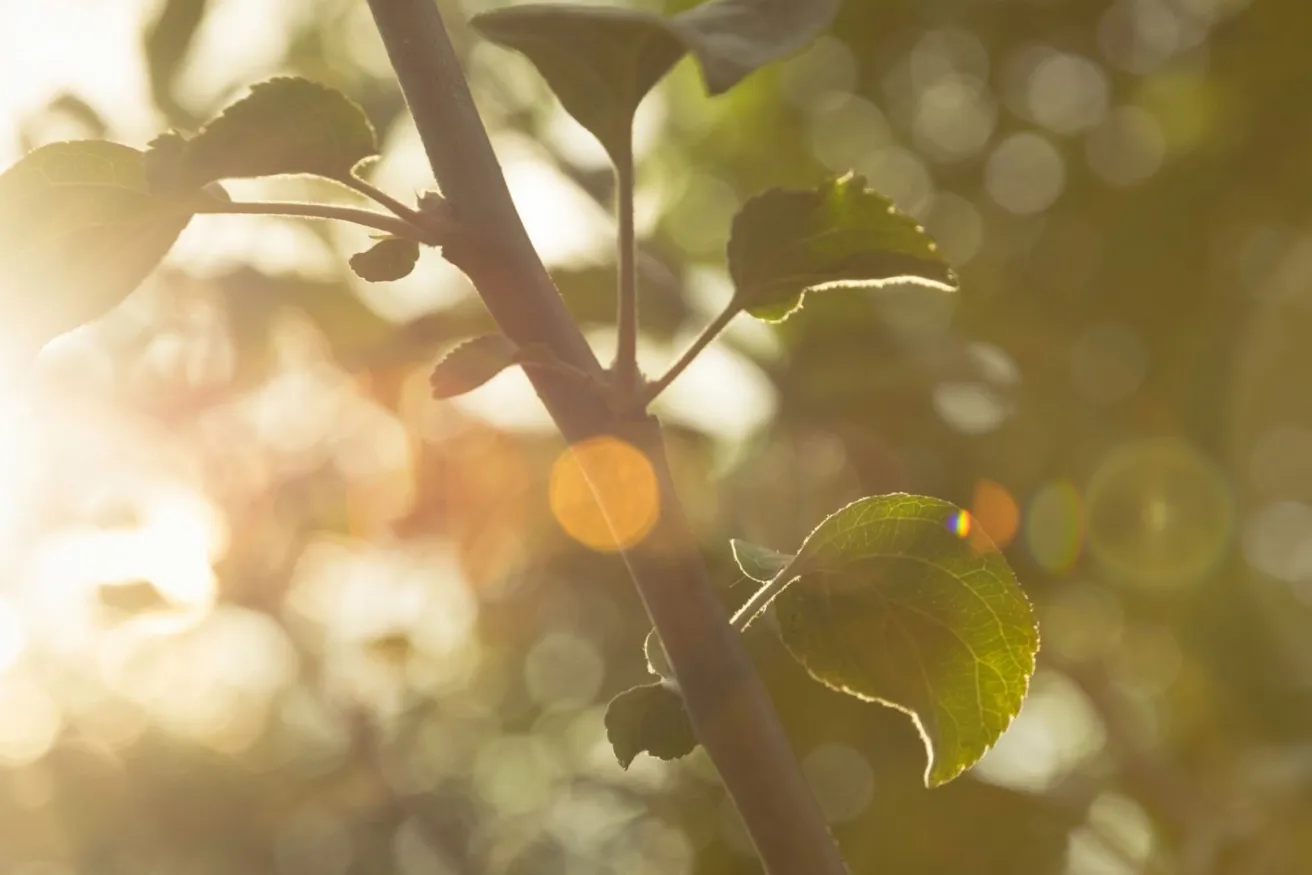 Media Name: tree-branch-sunflare-iStock-1012445710.jpg