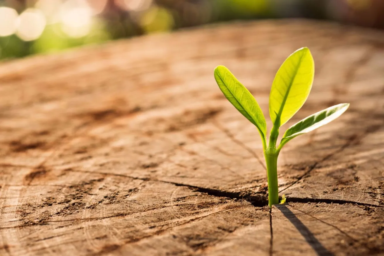 Media Name: tree-stump-iStock-641523960.jpg