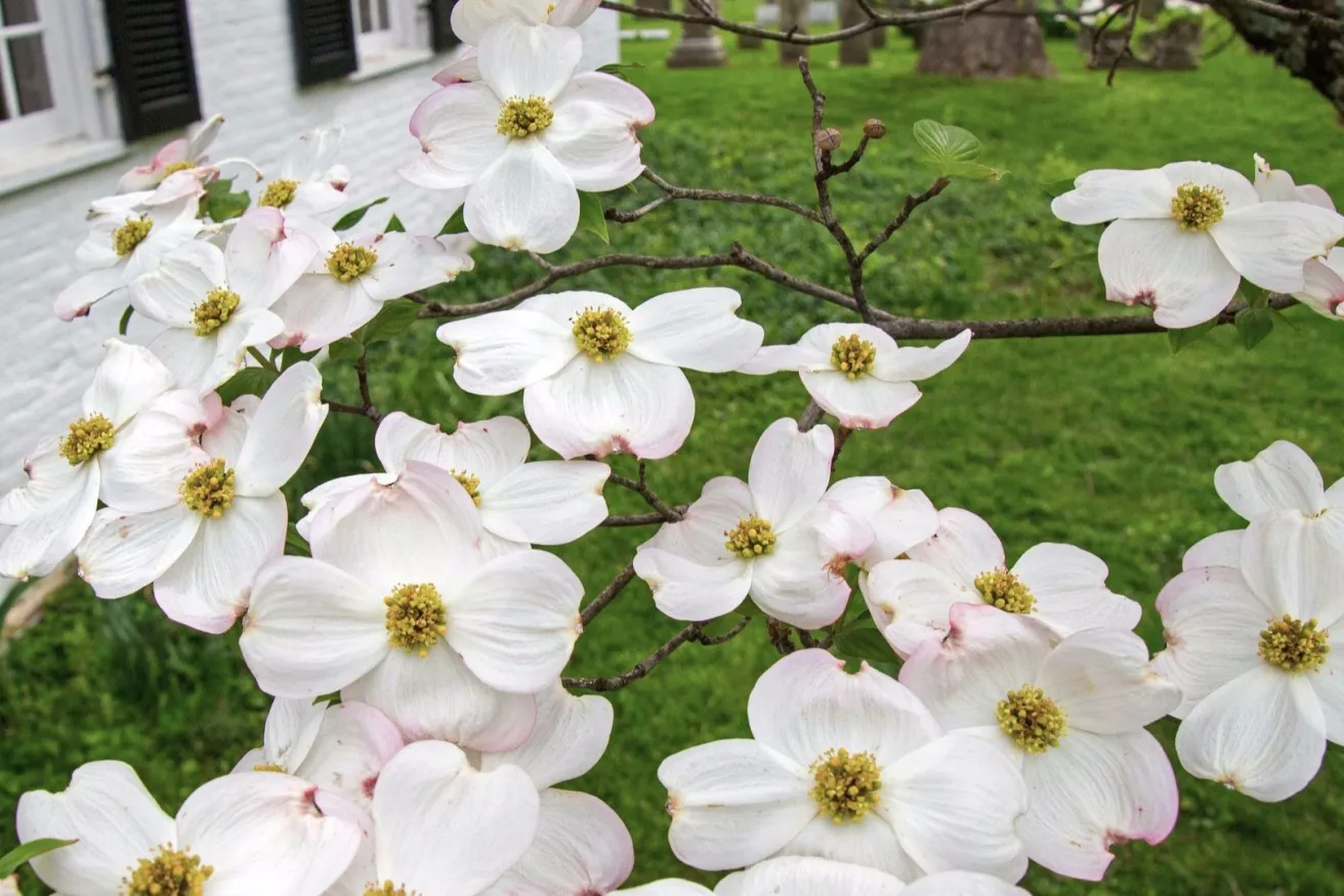 Media Name: white-dogwood-house-iStock-674280330.jpg